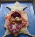 /album/galeria-de-fotos/planeta-vegetariano-cobaias-testes-em-animais-tortura-dor-jpg/